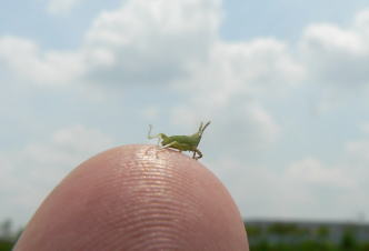 イベント情報 桑袋ビオトープ公園
