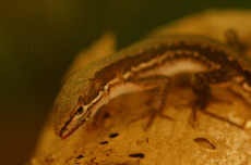 ニホンカナヘビ