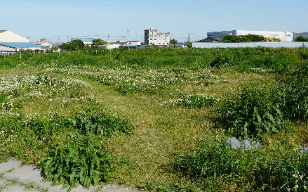 桑袋ビオトープ公園 桑袋ビオトープ公園