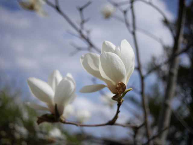 baby three ３歳　たんぽぽ　ハチ　春はどこ？お花シリーズ f70cf1d419b1590b7a4b4a5e44bda3