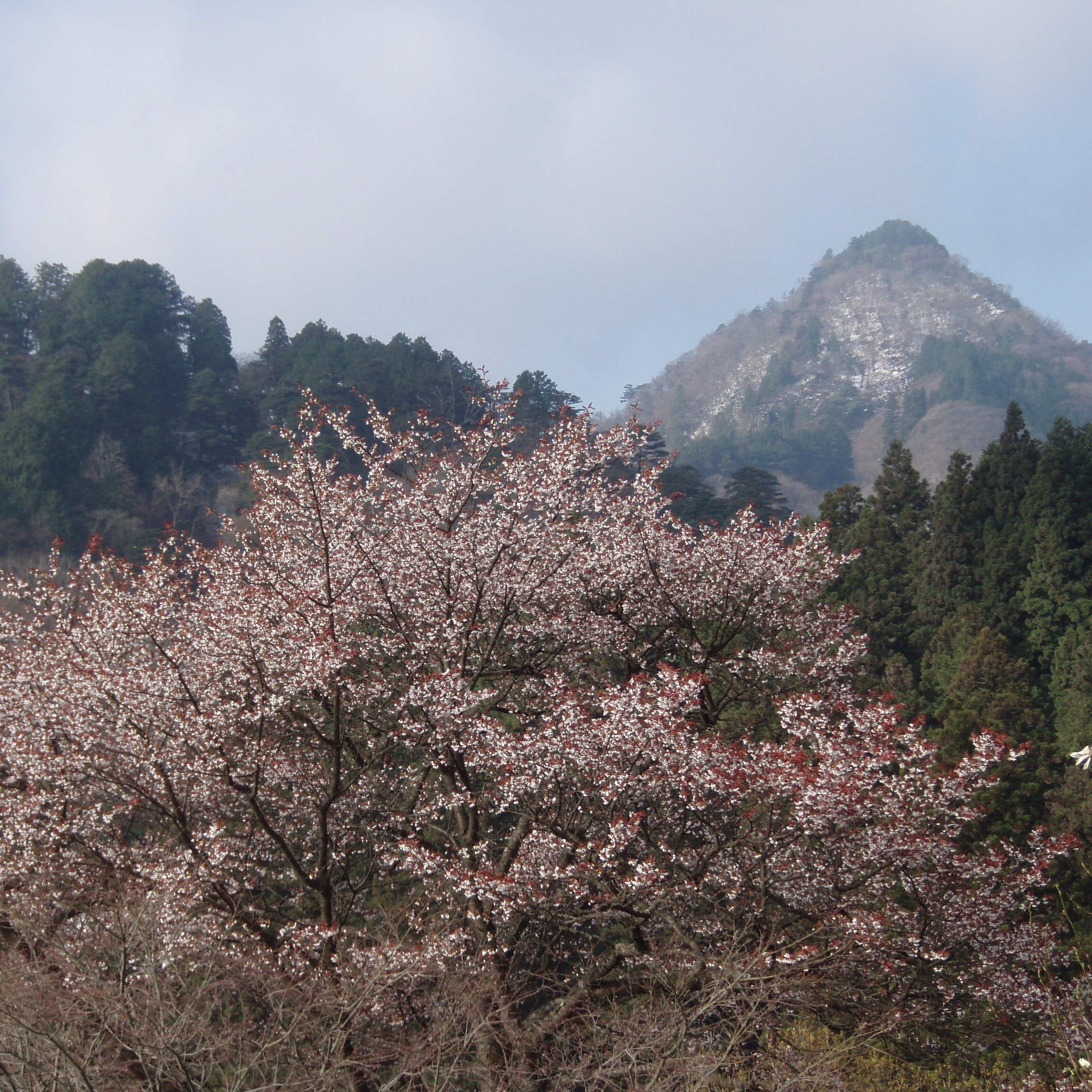 山に残る雪を背に咲く桜の木