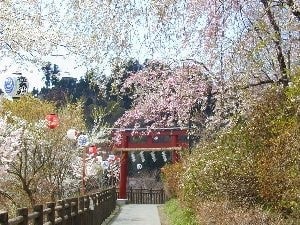 鳥居と桜