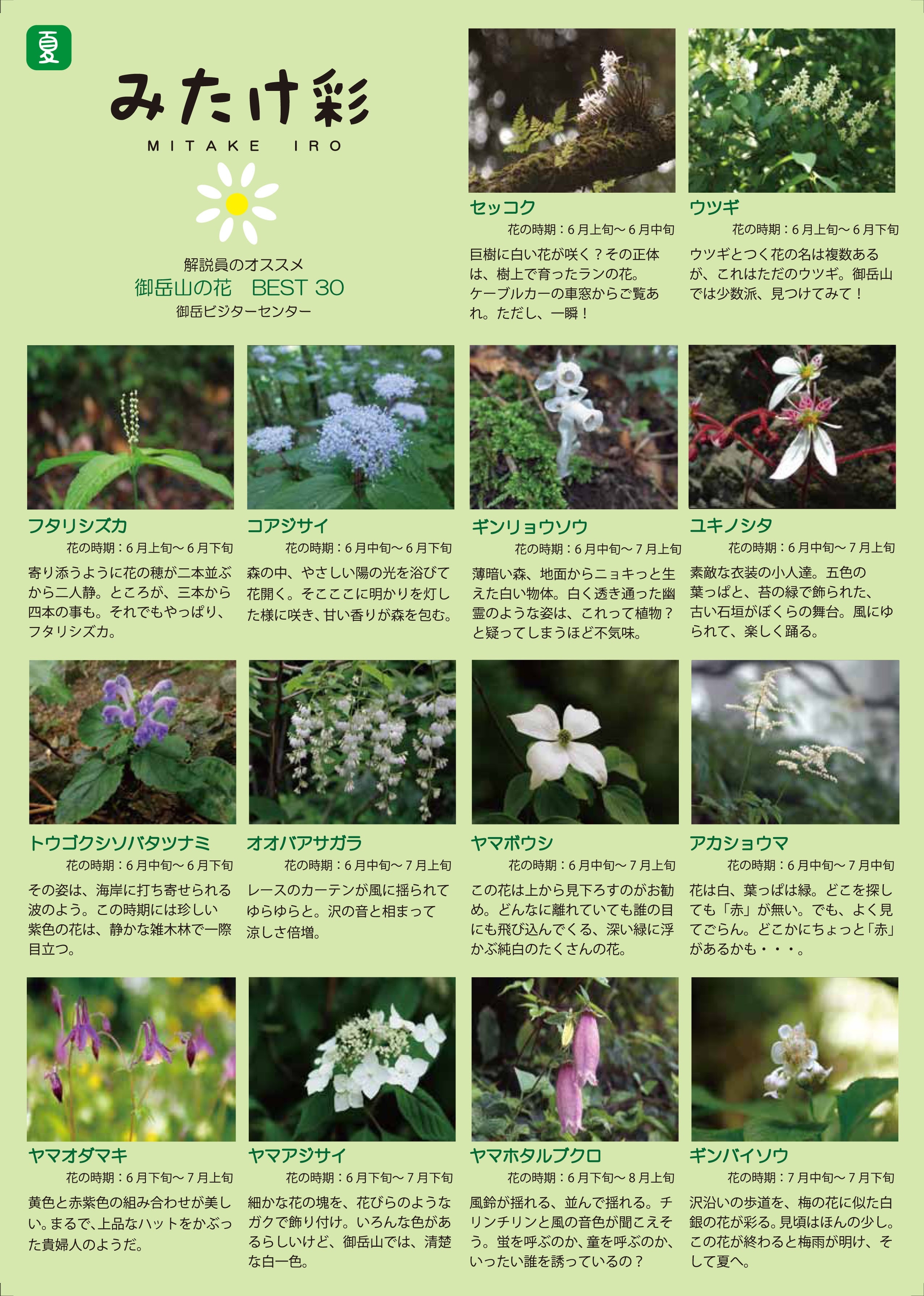 「みたけ彩」夏の開花植物　表
