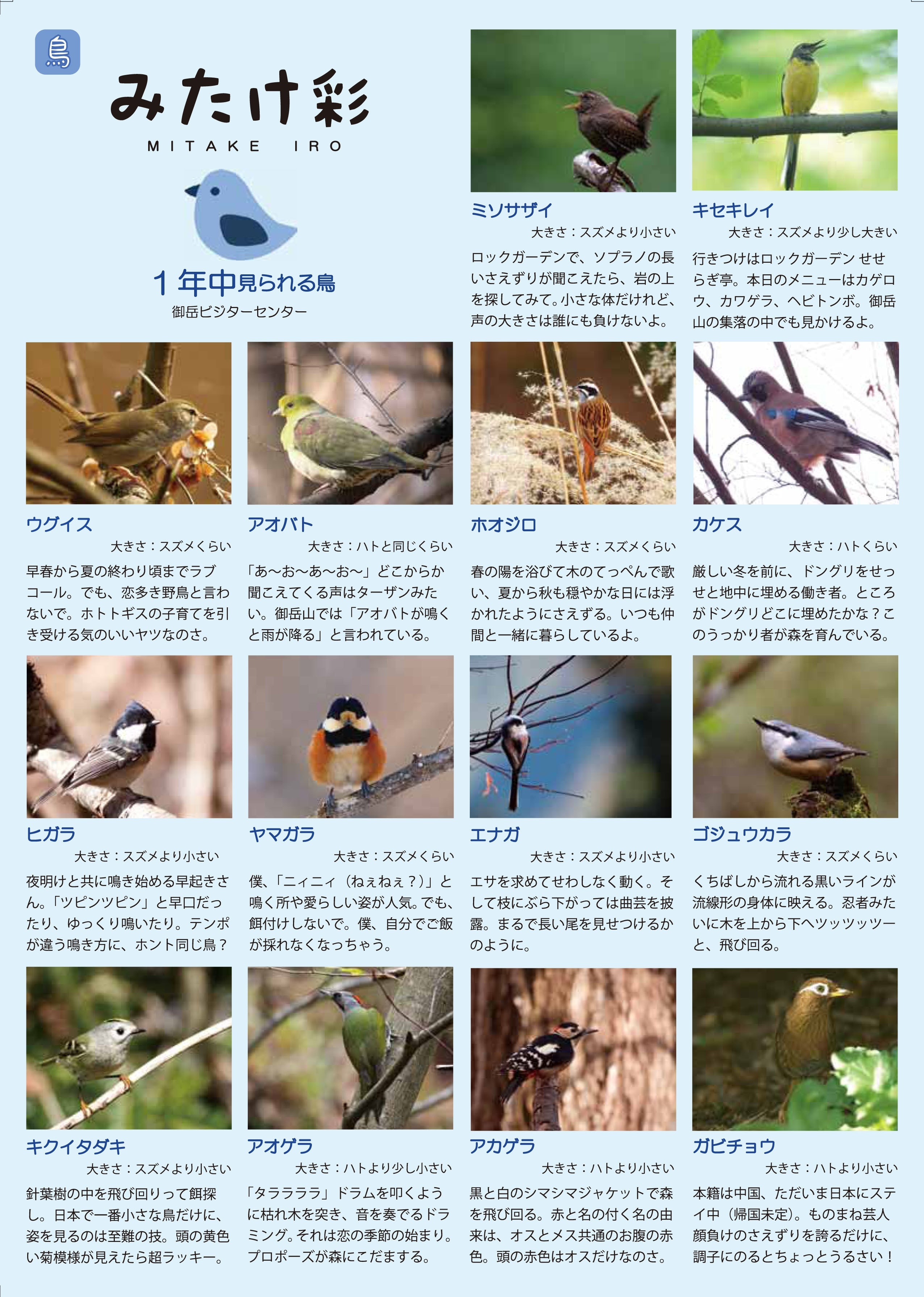 「みたけ彩」季節に見られる野鳥　表