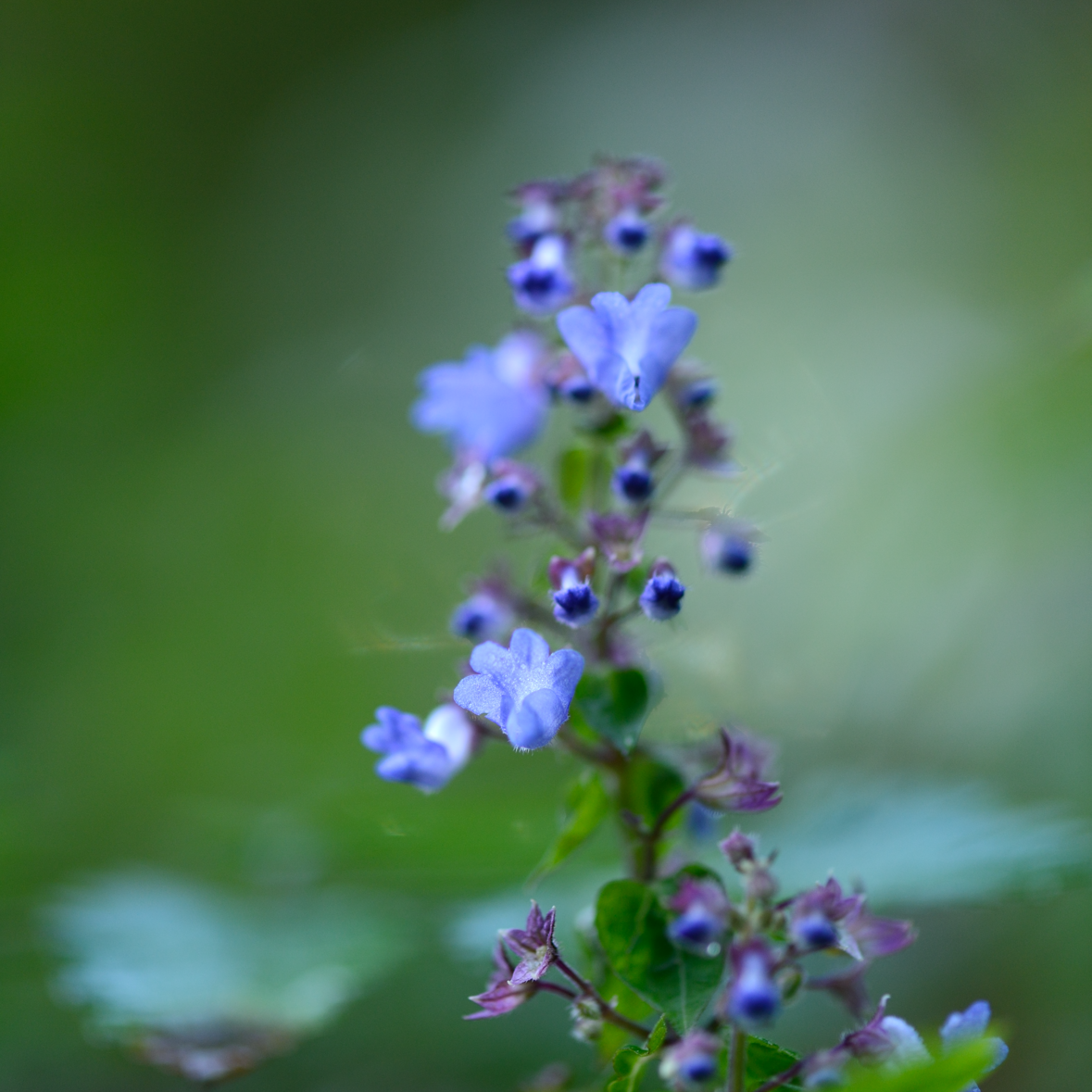 小粒な紫色の花のアップ