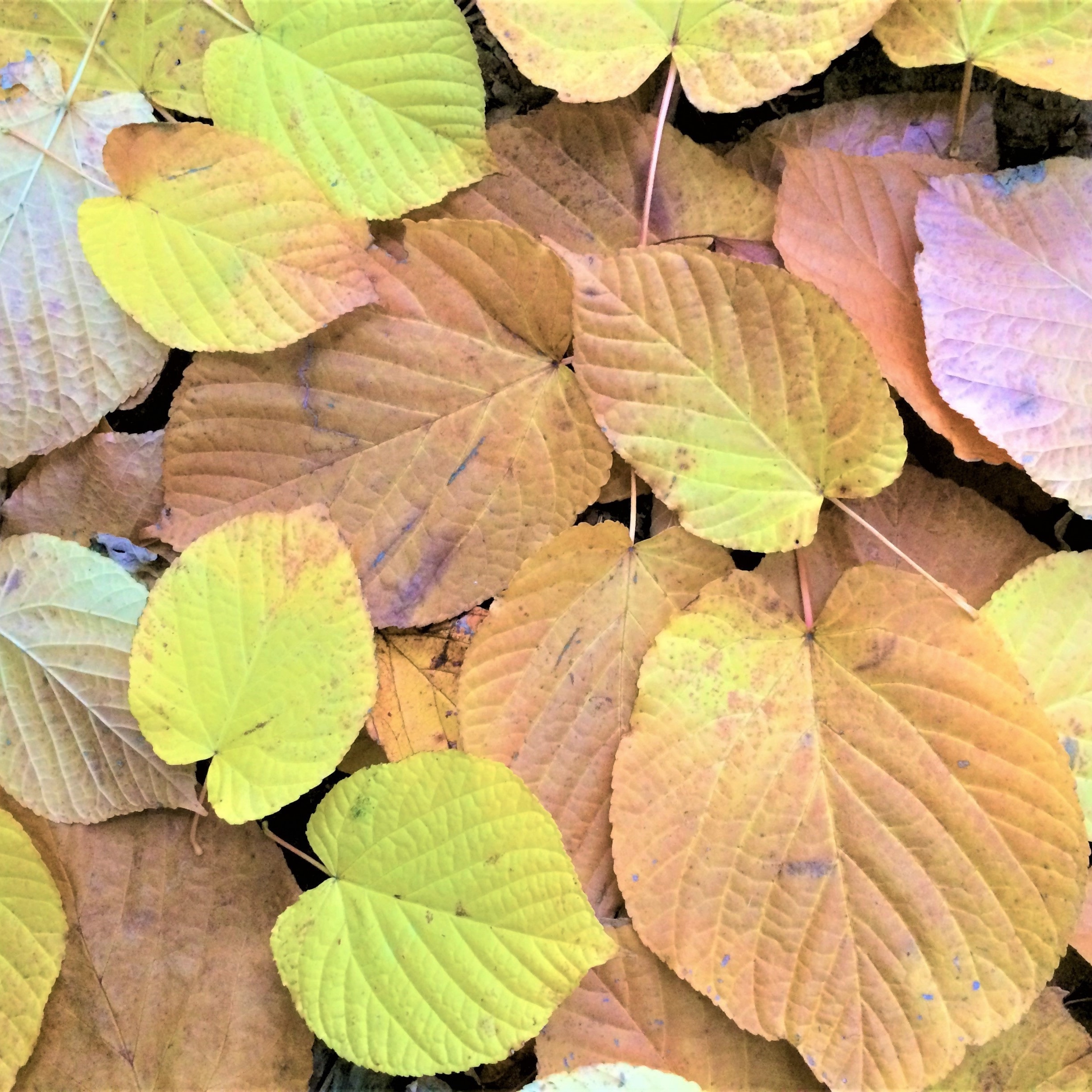 黄色い落ち葉の中にはハート型のものもある