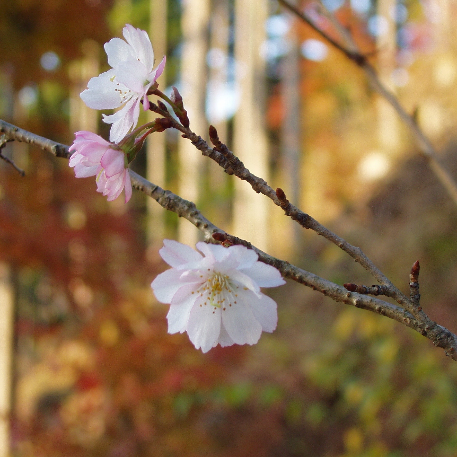 桜の花の枝