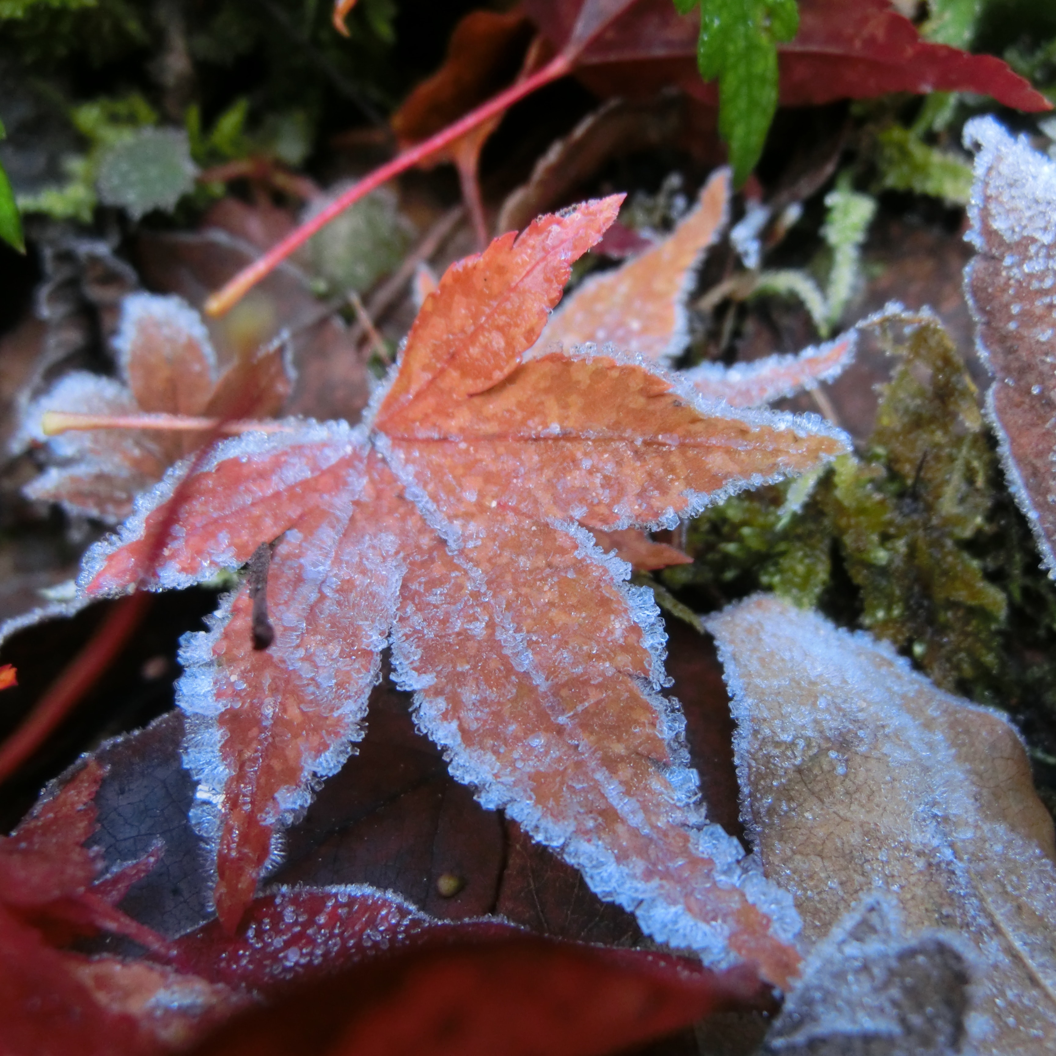 霜が降りている落ち葉のアップ