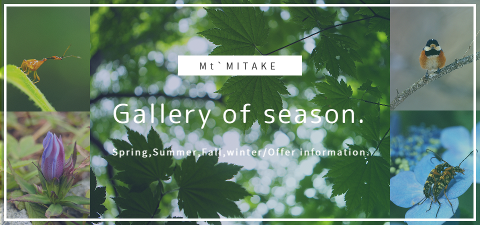 Mt, MITAKE Gallery of season. Spring,Summer,Fall,Winter Offer information.