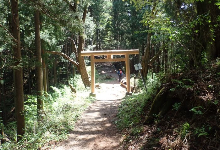 木々の間の道に鳥居がある