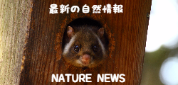 最新の自然情報　Nature News