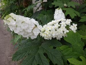 梅雨を彩るアジサイの花いろいろ 目黒区 花とみどりの学習館ブログ