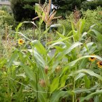 夏に向けてトウモロコシの花が咲いています目黒区 花とみどりの学習館ブログ 目黒区 花とみどりの学習館ブログ