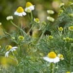 180404　カモミール (3)