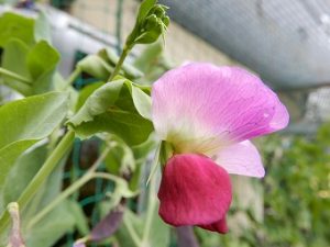 この花どの野菜の花 目黒区 花とみどりの学習館ブログ