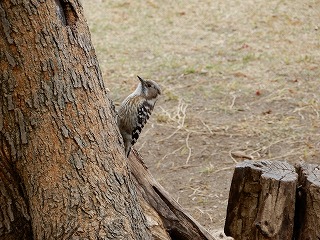 公園のキツツキ コゲラ 目黒区 花とみどりの学習館ブログ