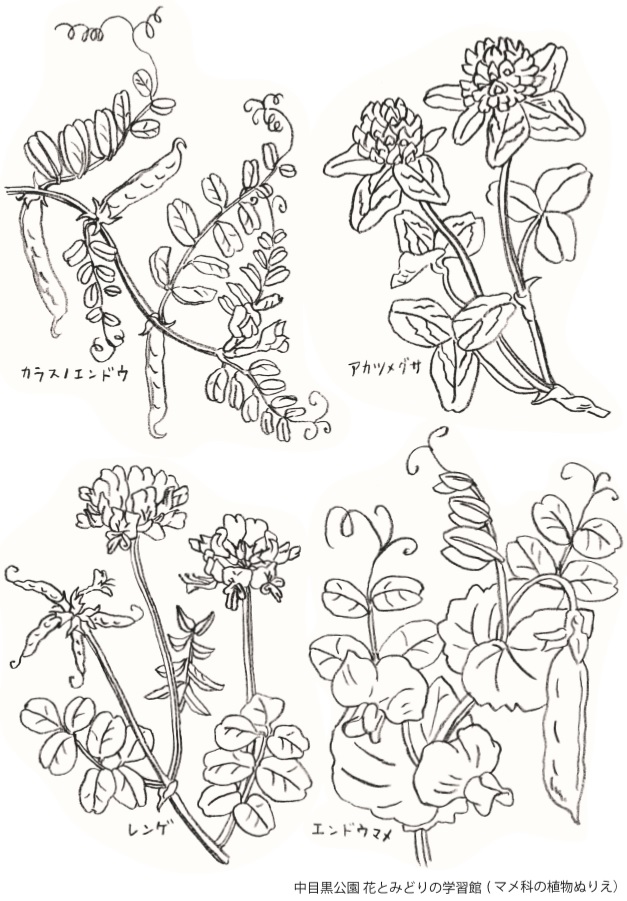 中目黒公園の仲間 ぬりえ マメ科の植物 目黒区 花とみどりの学習館ブログ