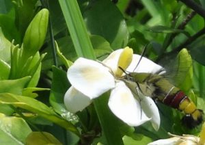 クチナシ 目黒区 花とみどりの学習館ブログ