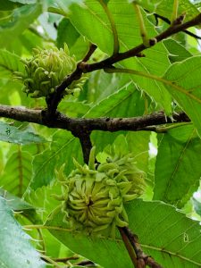 夏のドングリ 目黒区 花とみどりの学習館ブログ