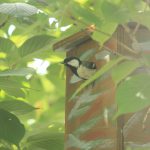餌を運び出すシジュウカラ