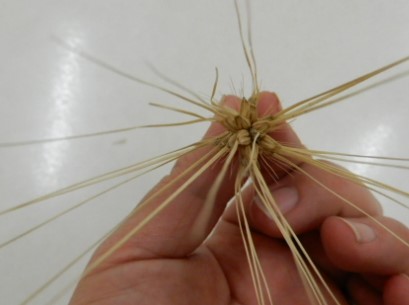 麦の種を播きました 目黒区 花とみどりの学習館ブログ 麦の種を播きました 目黒区 花とみどりの学習館ブログ