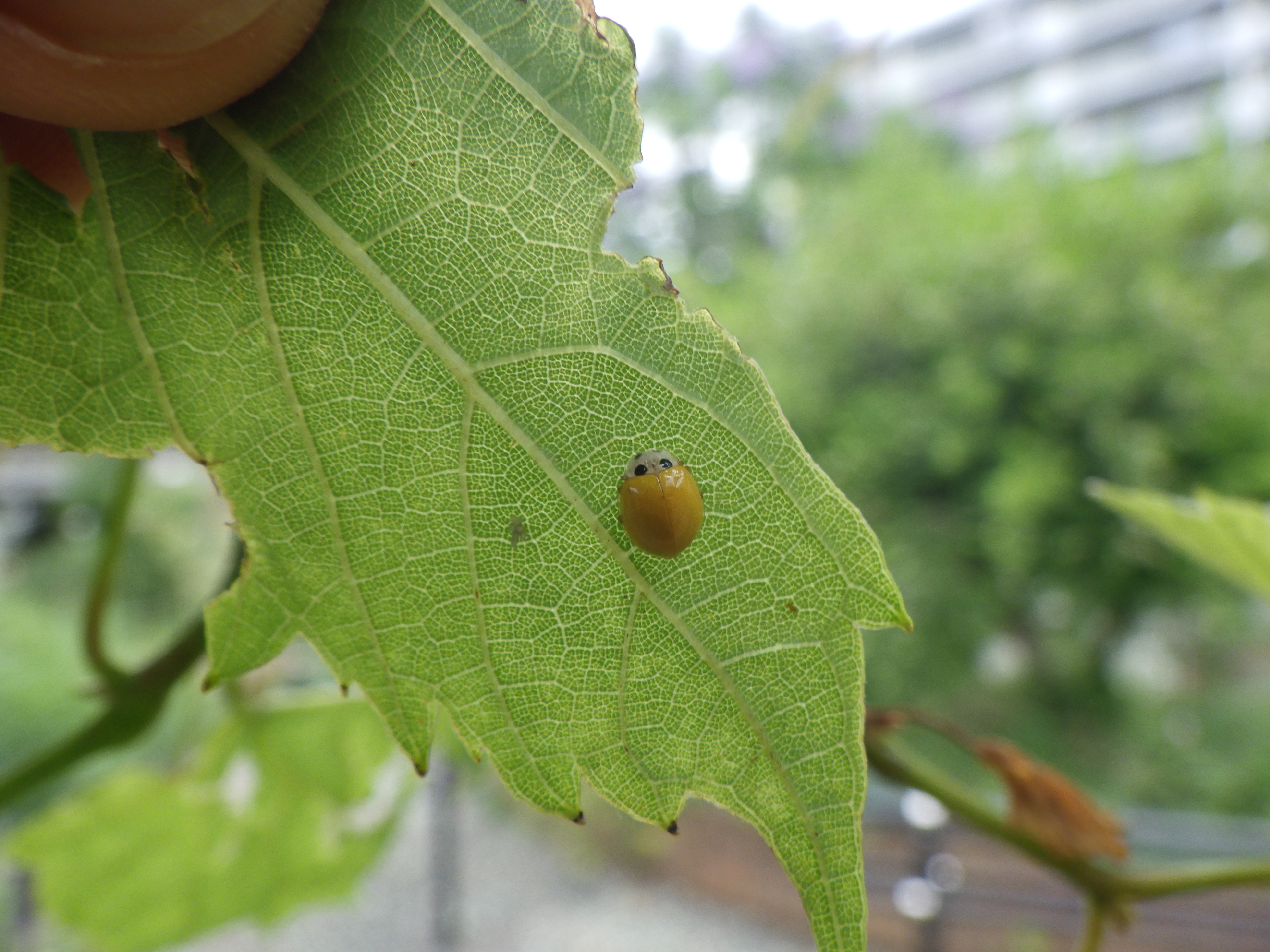 キイロテントウをみつけました 目黒区 花とみどりの学習館ブログ