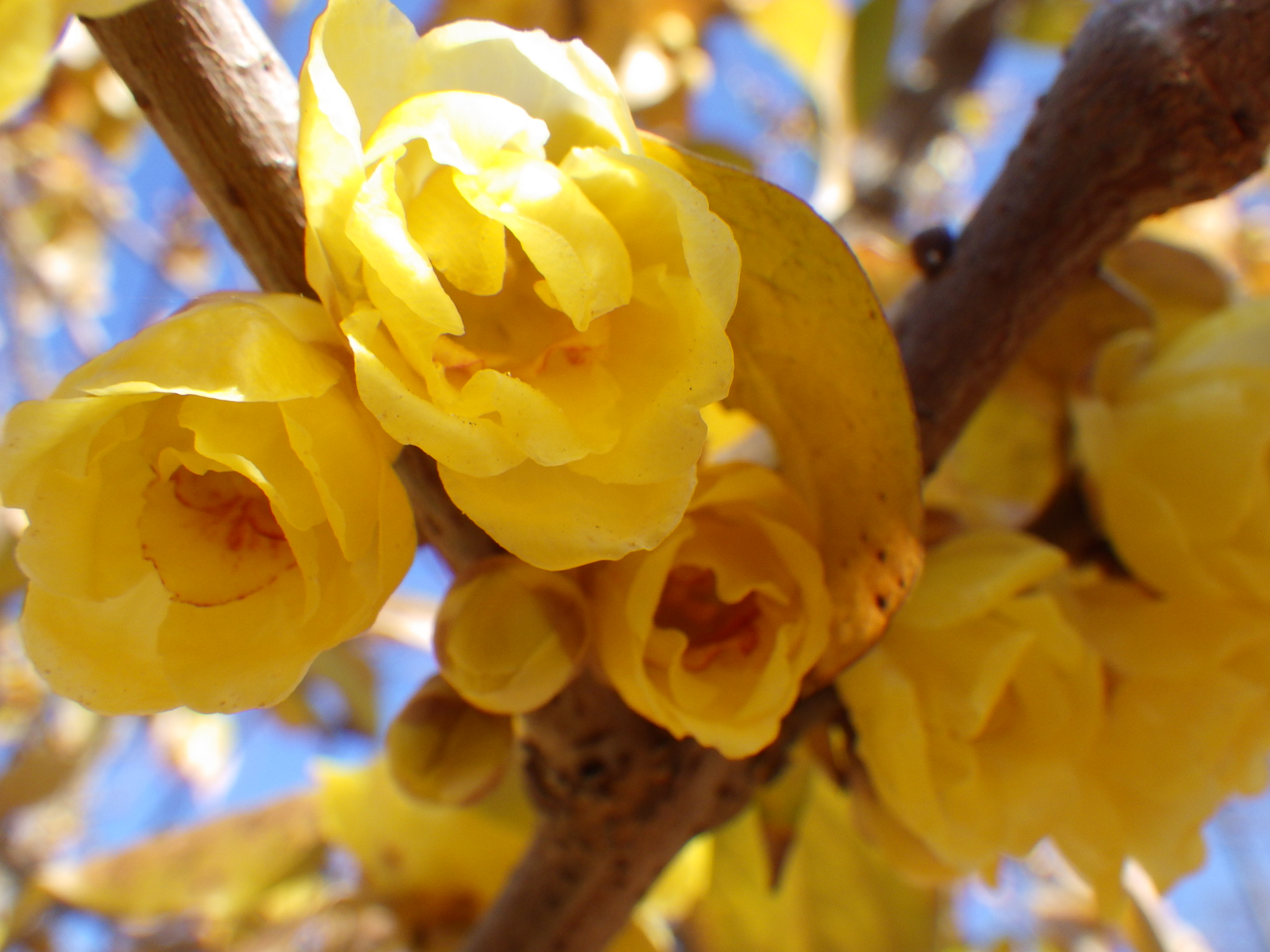 冬の香りを吸い込もう | 目黒区 花とみどりの学習館ブログ
