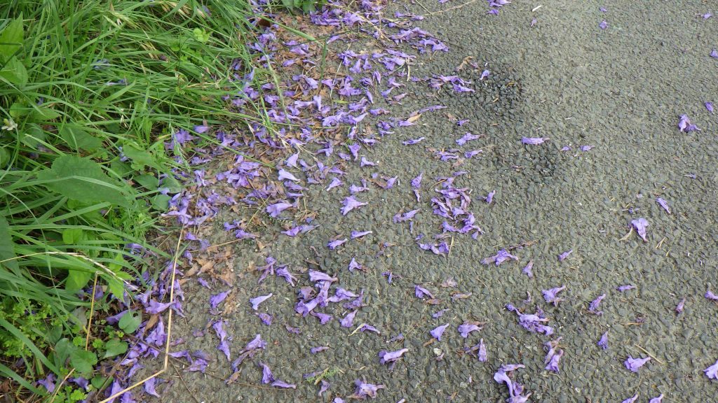 道に落ちたジャカランダの花