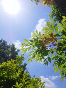 樹木の若葉と空の写真。日光に透けた若葉がきらめいている。