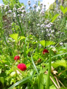 ヘビイチゴと草の写真。地面に近い植物も、日光に照らされてのびのびと生きる様子。