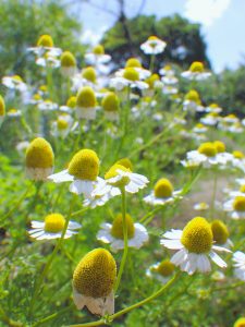 カモミールの花の写真。たくさんの黄色いふわふわした花弁が空に向かってつきあがっている。