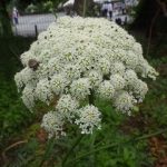 20250608 (165)ニンジンの花、a
