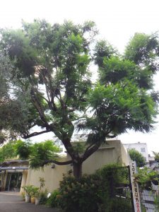 葉が生い茂るジャカランダの木の様子。紫色の花が終わり、葉だけになっている。