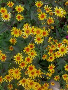 黄色いキク科の花が咲いている様子。