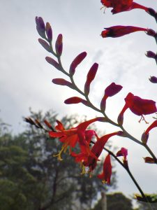 オレンジ色の花が咲いている。