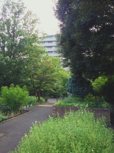 公園の道の様子。草木がある様子。
