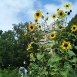 中目黒公園の黄色花壇