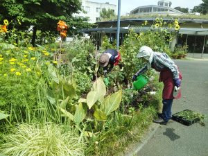 暑い朝でも頑張ってお花のお手入れしています