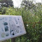 中目黒公園の白花壇
