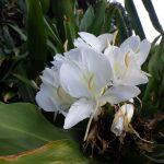 白いジンジャーリリーの花