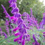 紫色のアメジストセージの花