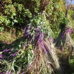 20251122花みどり人講座 (56)a