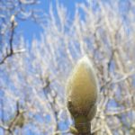 ハクモクレンの花芽