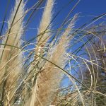 パンパスグラス