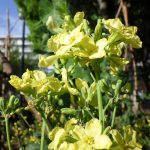 青空にはえる黄色い花