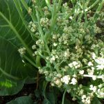 黄色い花の根元には白いもこもこした野菜