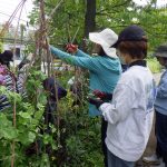 花みどり人講座で収穫作業