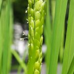 開花している稲の花