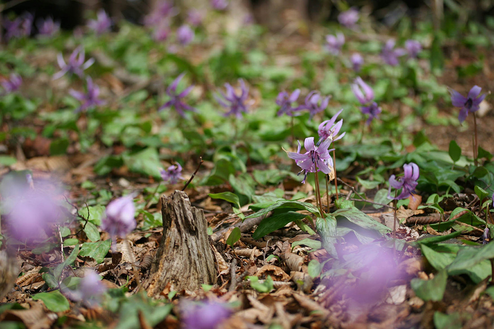 薄紫色のカタクリが咲いている写真