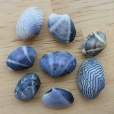 海の生物図鑑 浦安市三番瀬環境観察館 海の生物図鑑 浦安市三番瀬環境観察館